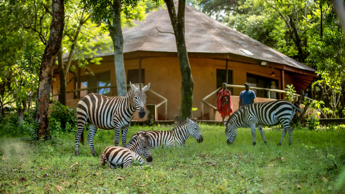 masaimara sopa zebra and rooms