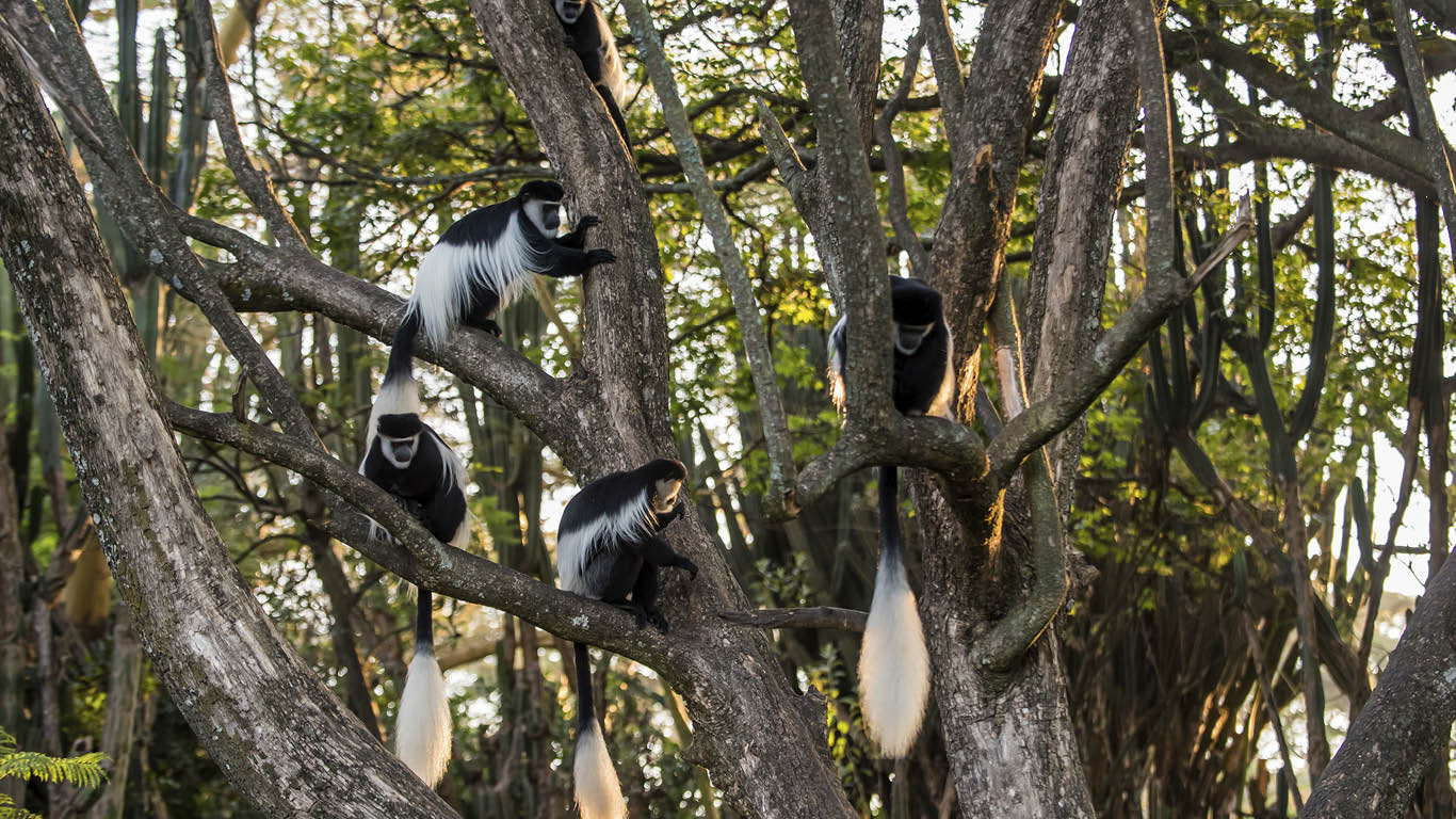 Colobus at LNSR